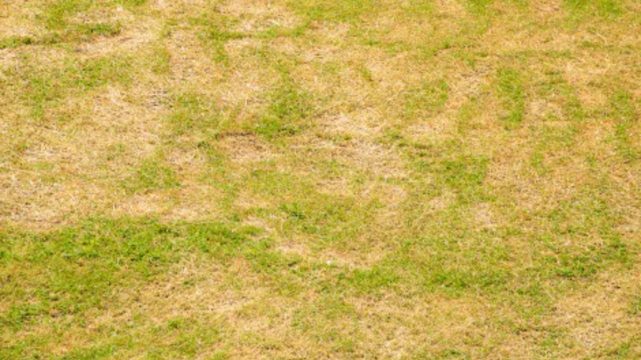 que faire pour l'éviter un pelouse jaune après l'hiver,