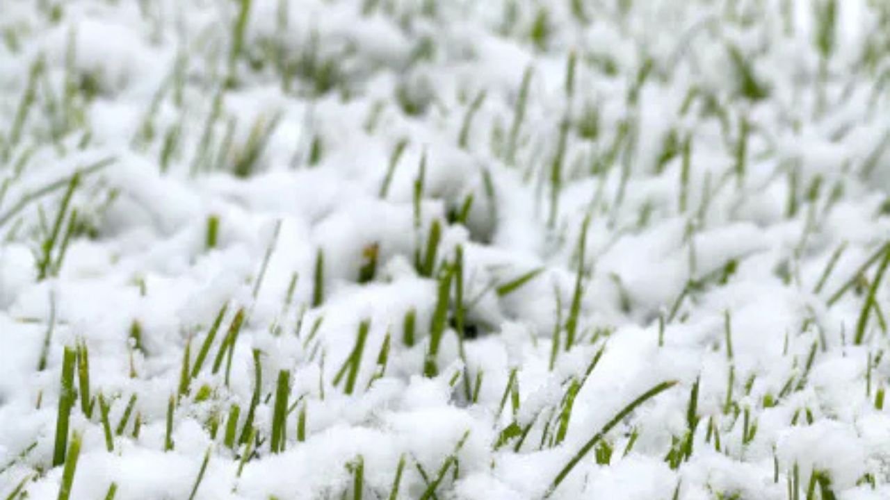 comment fertiliser sa pelouse en hiver