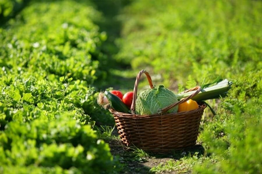 Entretien écologique du jardin