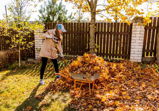 Feuilles mortes gazon