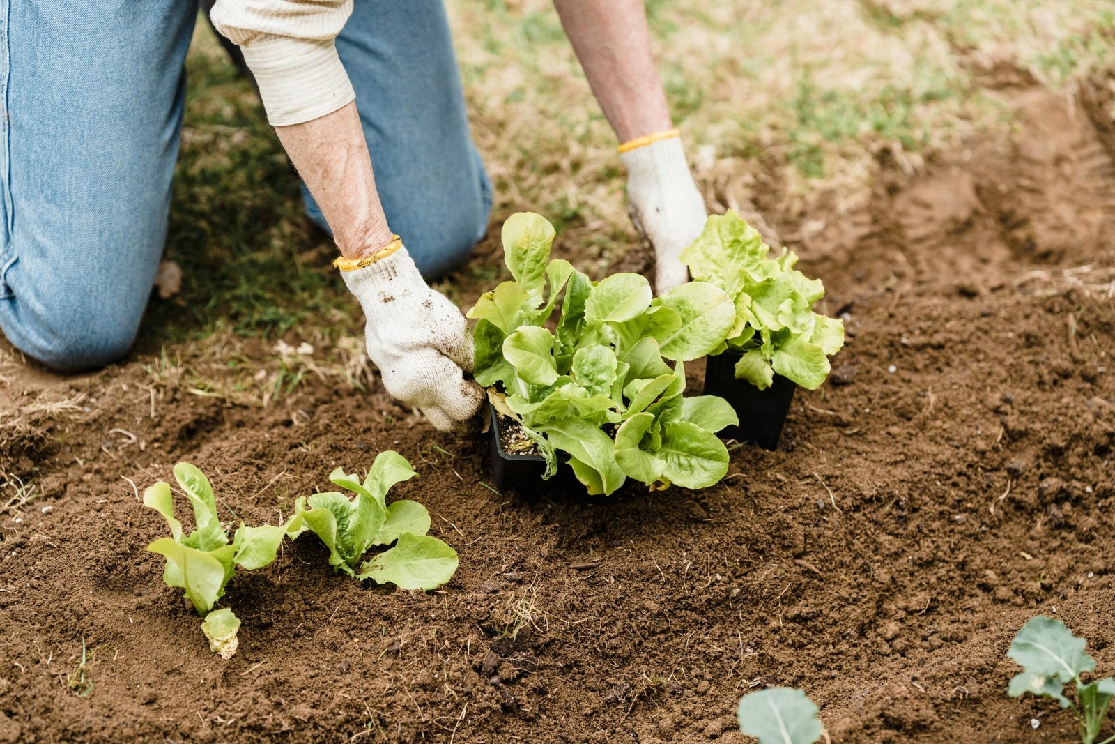 meilleures techniques de jardinage