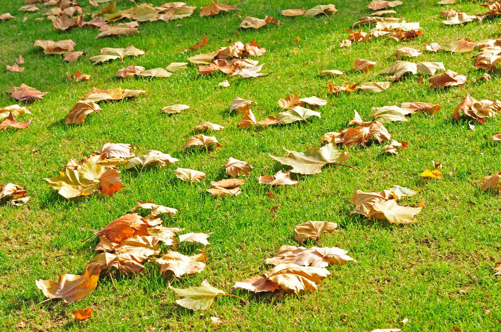 Une pelouse en automne