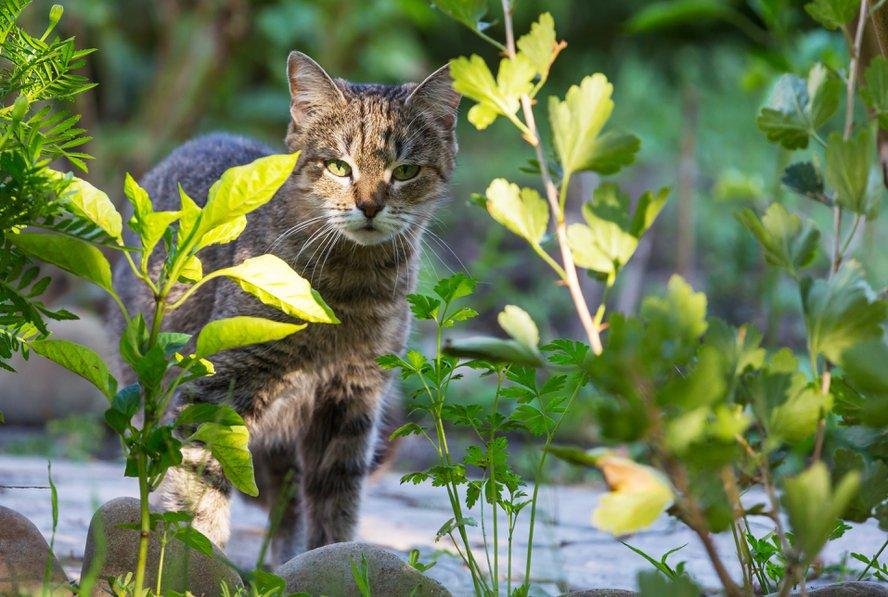 Les dégâts causés par les chats sur votre pelouse