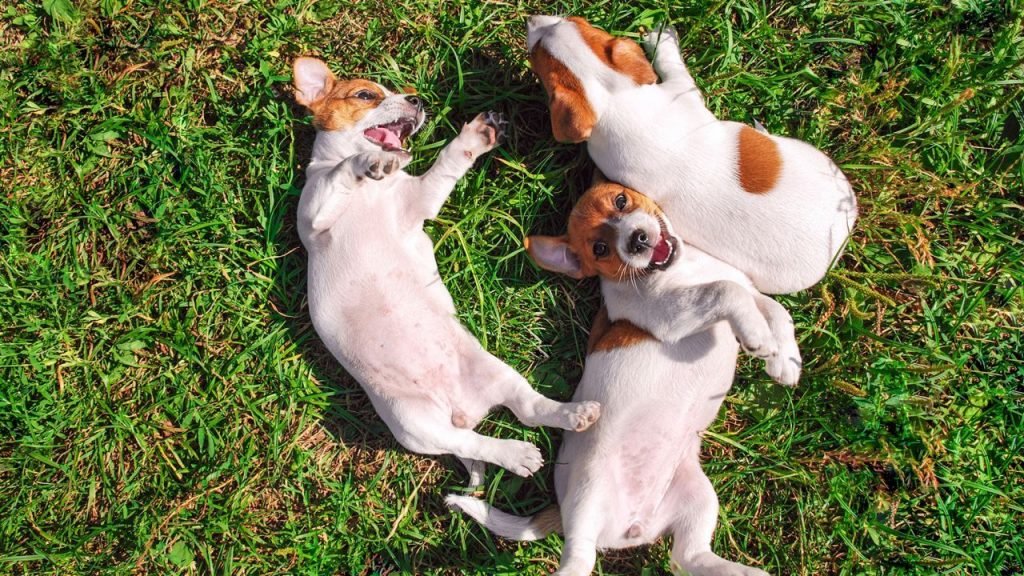 Protéger votre pelouse des chiens et des chats