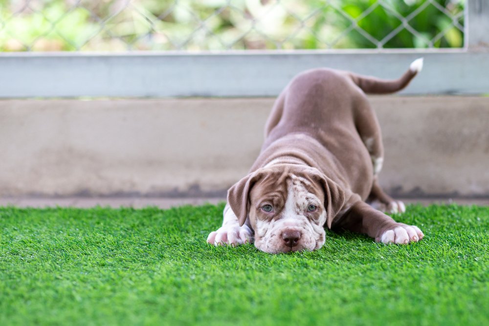 L'entretien d’un jardin en présence de chiens